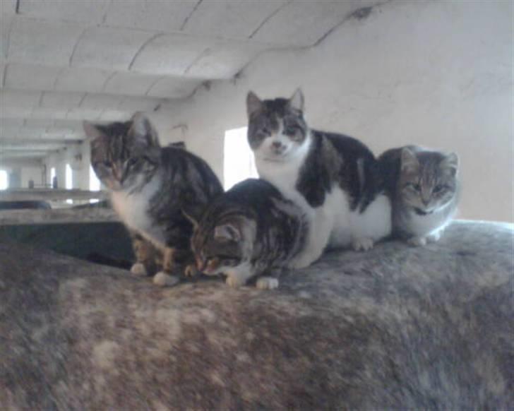 Blanding af racer Poul - hele banden billede 11