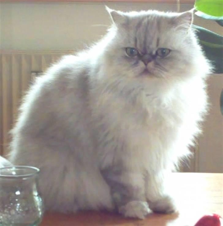 Perser freja - Freja billede 1