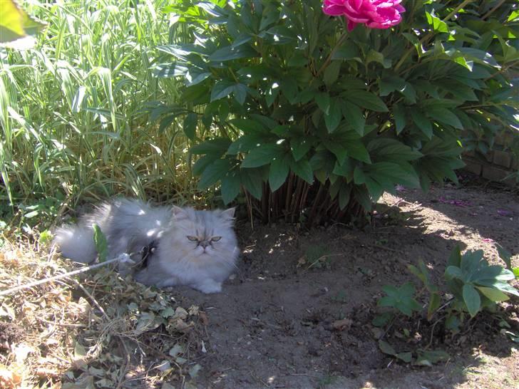 Perser freja - Dejligt at være ude billede 2