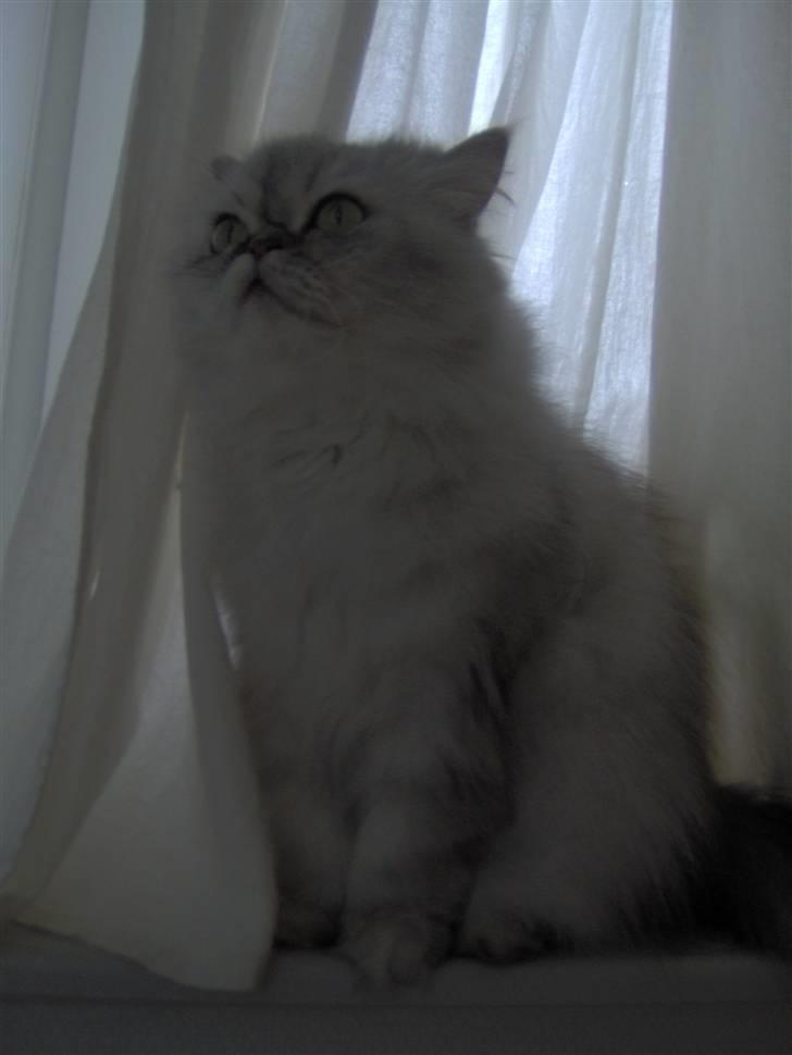 Perser freja billede 3