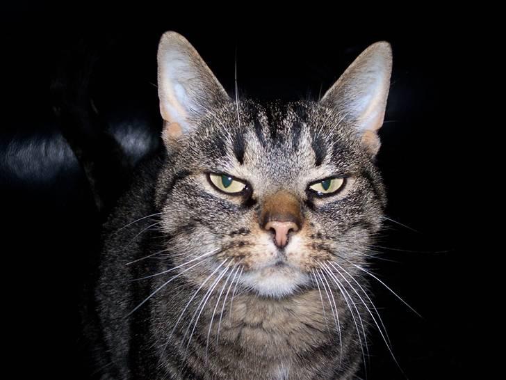 Huskat Tisse billede 1