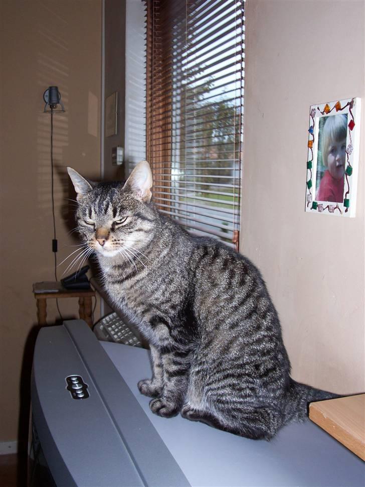 Huskat Tisse billede 2