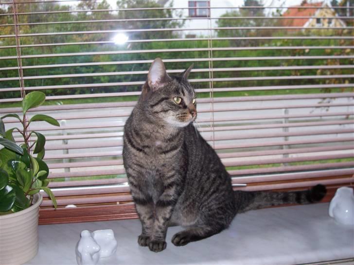 Huskat Tisse billede 3