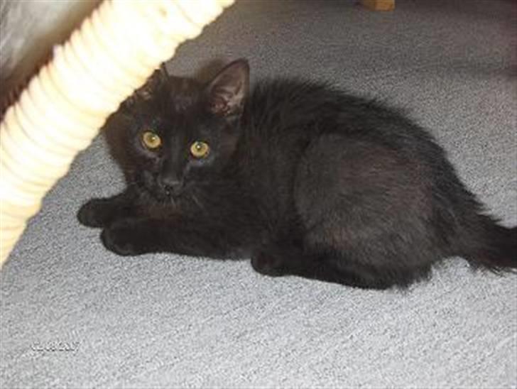 Huskat Gizmo - Her er jeg kun 12 uger gammel og forstår stadig ikke helt hvad der sker omkring mig. billede 6