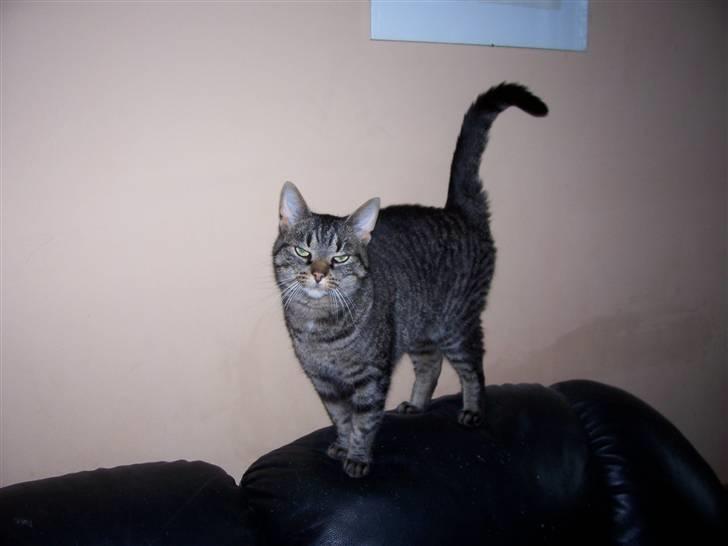 Huskat Tisse billede 4