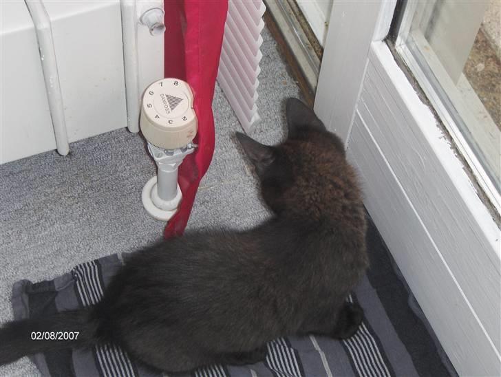 Huskat Gizmo - 12 uger gammel.. Man kan se at jeg ikke kun er sort, men også lidt brun i nakken. billede 7