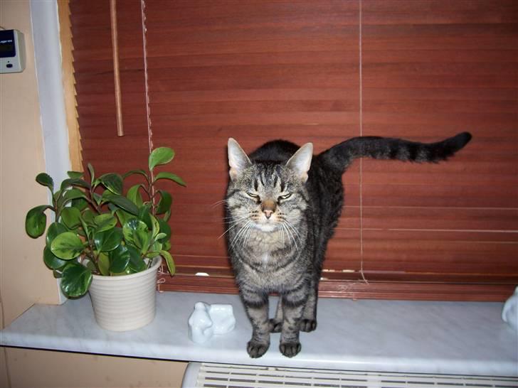 Huskat Tisse billede 5