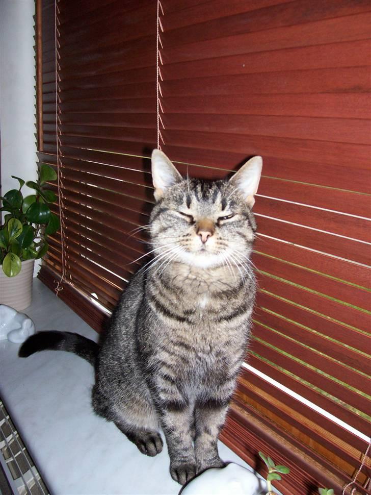 Huskat Tisse billede 6