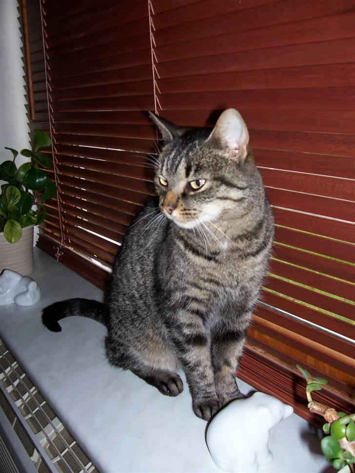 Huskat Tisse billede 7