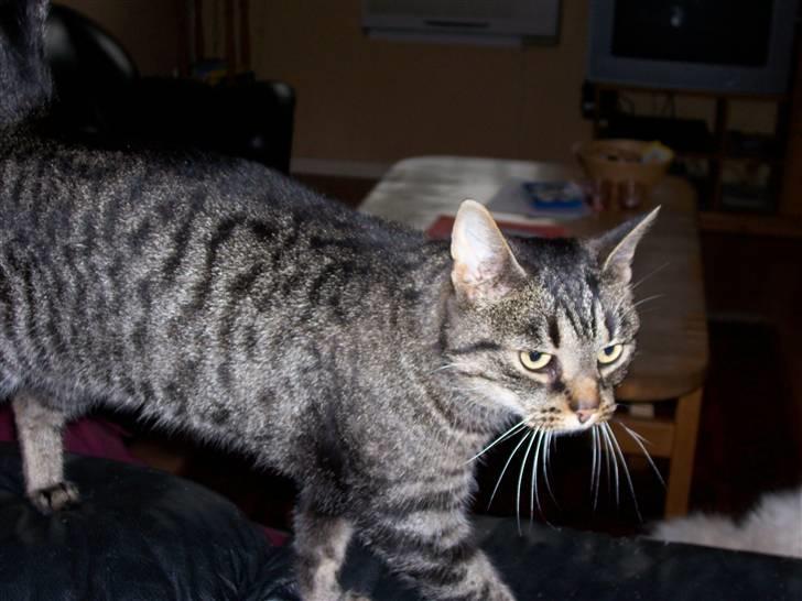 Huskat Tisse billede 8