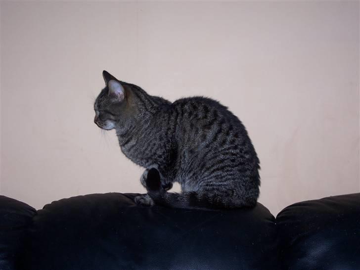 Huskat Tisse billede 9