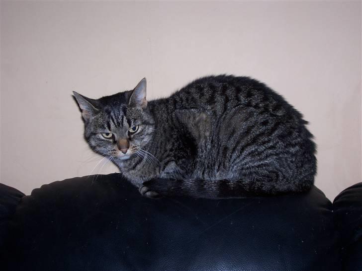 Huskat Tisse billede 10