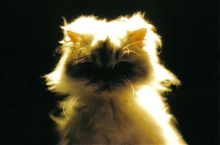 Perser freja - Gys  billede 4