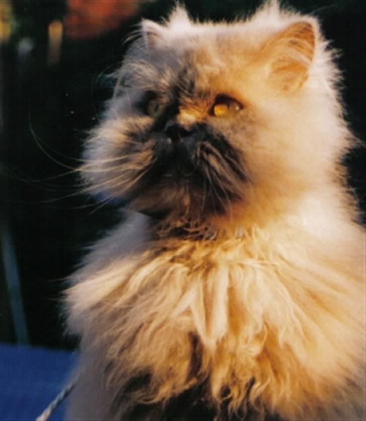 Perser Pejk - Pejk nyder aftensolen billede 5