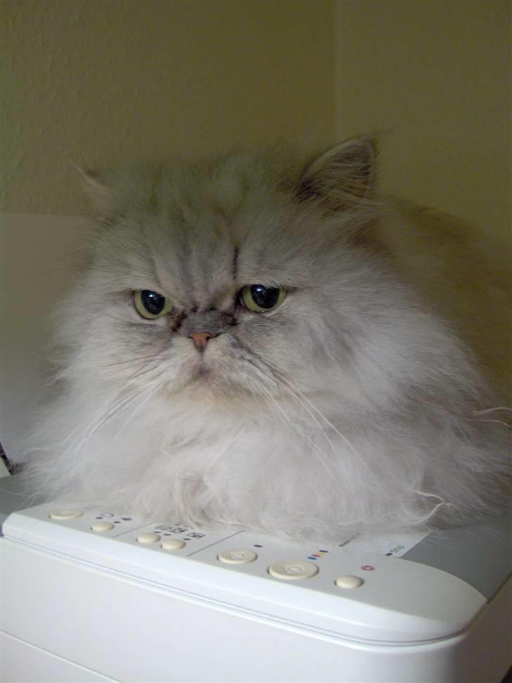 Perser freja - Dejlig varm printer billede 5