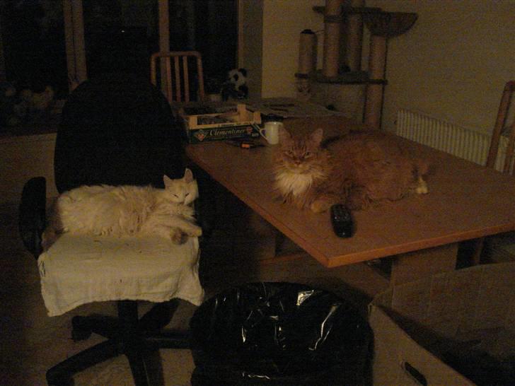 Norsk Skovkat Tiger - Mille og Tiger billede 11