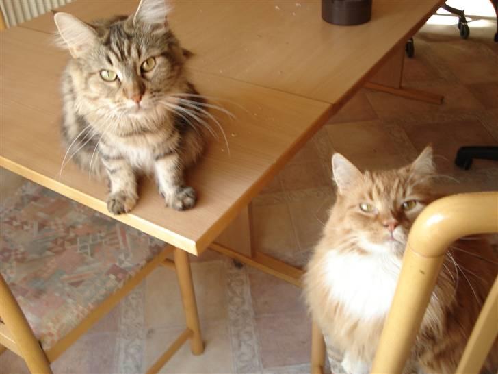 Norsk Skovkat Tiger - Smilla og Tiger billede 13