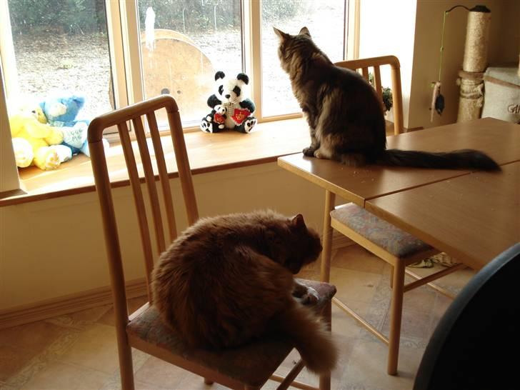 Norsk Skovkat Tiger - Smilla og Tiger billede 14