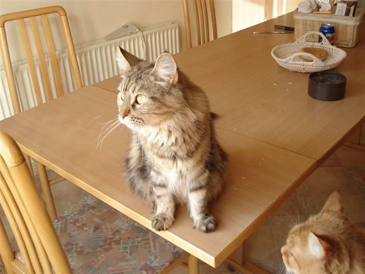 Maine Coon Smilla - Opmærksomme billede 15