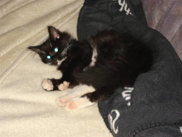 Maine Coon Twinner *RIP* - Sofaen er bare et godt sted billede 10