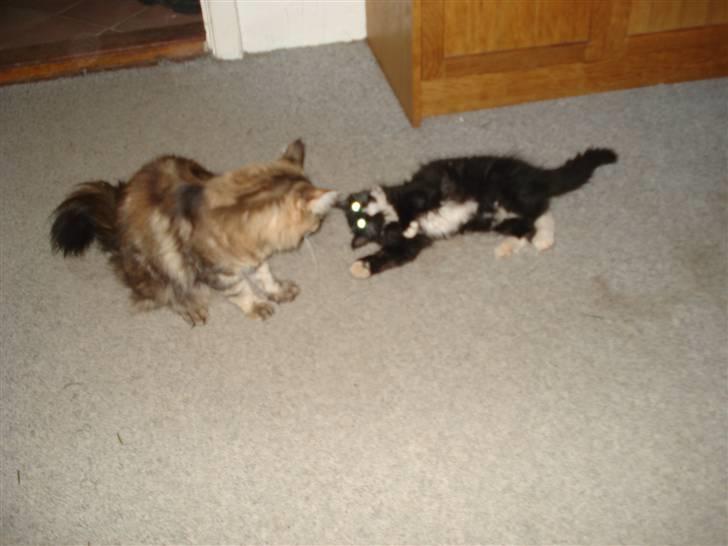 Maine Coon Twinner *RIP* - Jeg slåser lige med Smilla billede 11