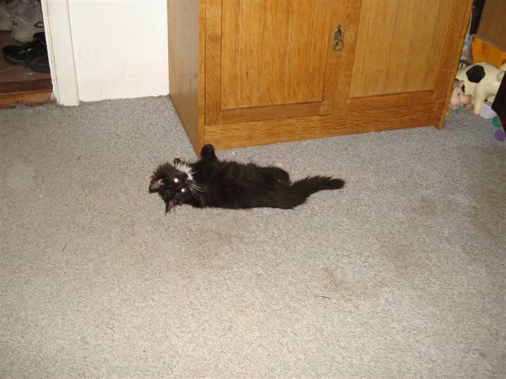 Maine Coon Twinner *RIP* - hvad? billede 12