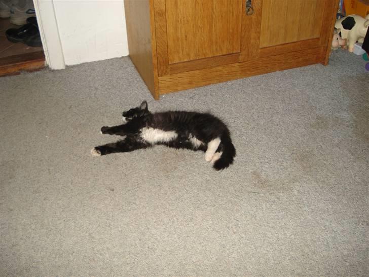 Maine Coon Twinner *RIP* - Jeg er bare lang billede 13