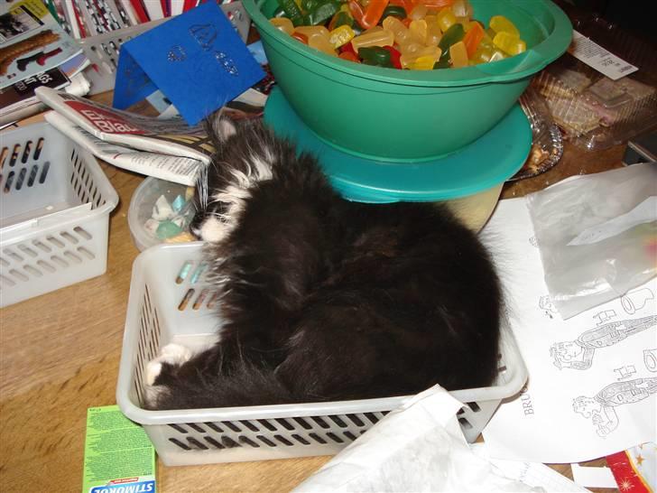 Maine Coon Twinner *RIP* - Elsker de kurve billede 14