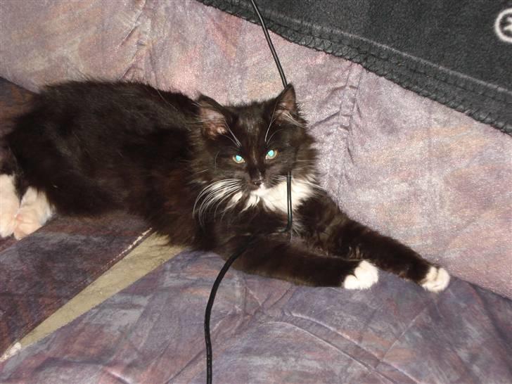 Maine Coon Twinner *RIP* - Dejligt billede 15