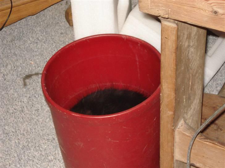 Maine Coon Twinner *RIP* - Hvem mon ligger her? billede 16