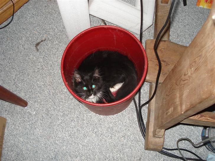 Maine Coon Twinner *RIP* - Twinner billede 17