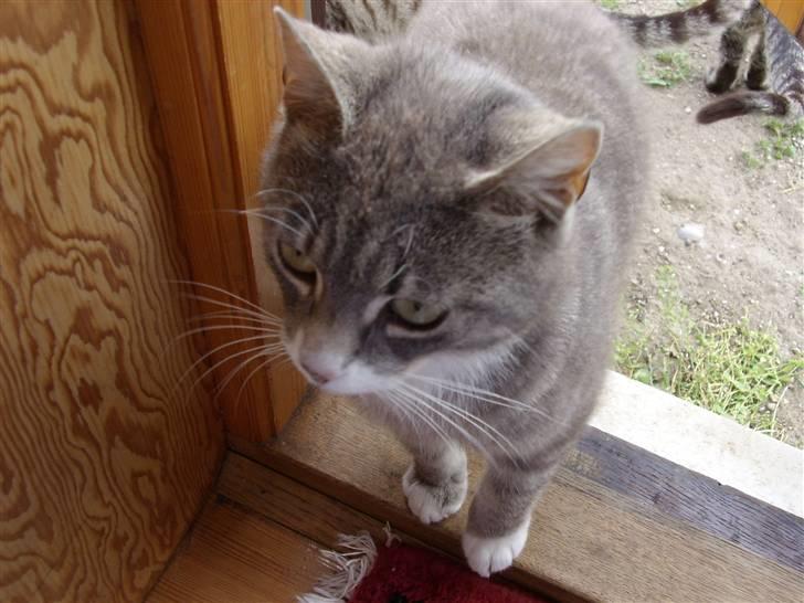 Blanding af racer Poul - se lige mit smukke hoved ;) billede 12