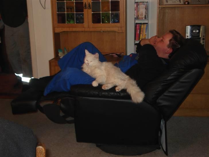 Norsk Skovkat Annabel *solgt* billede 2