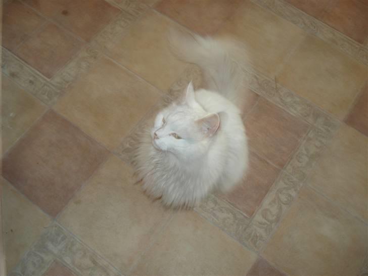 Norsk Skovkat Annabel *solgt* billede 3