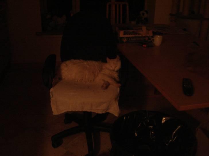 Norsk Skovkat Annabel *solgt* billede 4