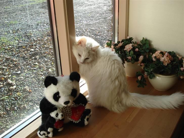 Norsk Skovkat Annabel *solgt* billede 5