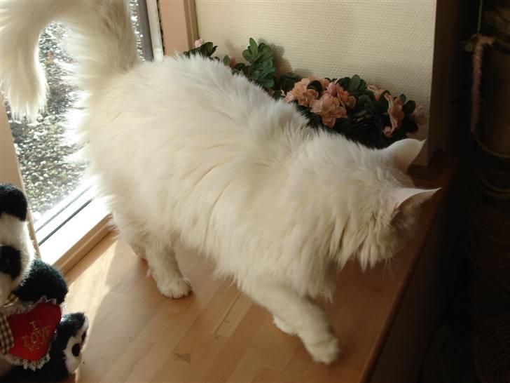 Norsk Skovkat Annabel *solgt* billede 6