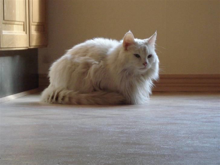 Norsk Skovkat Annabel *solgt* billede 7