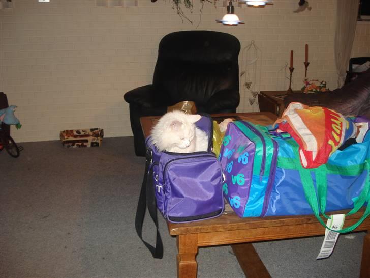 Norsk Skovkat Annabel *solgt* billede 8