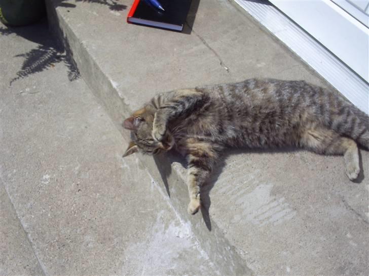 Blanding af racer Molly<'3 - Molly musen billede 2