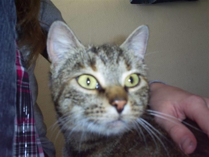 Blanding af racer Molly<'3 - Molly <´3 billede 6