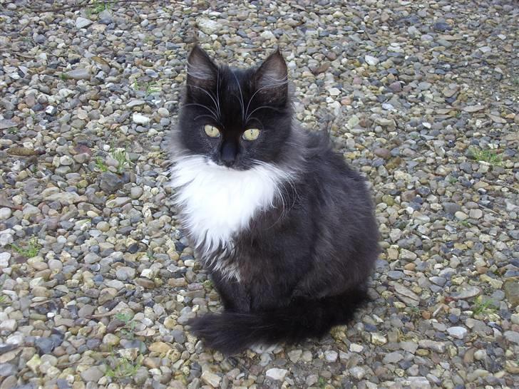 Blanding af racer Børge † død † :'( billede 1