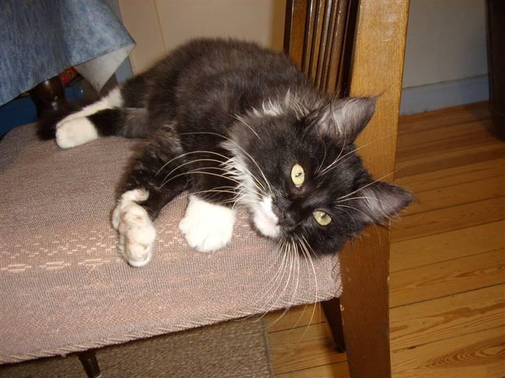 Blanding af racer Børge † død † :'( billede 2