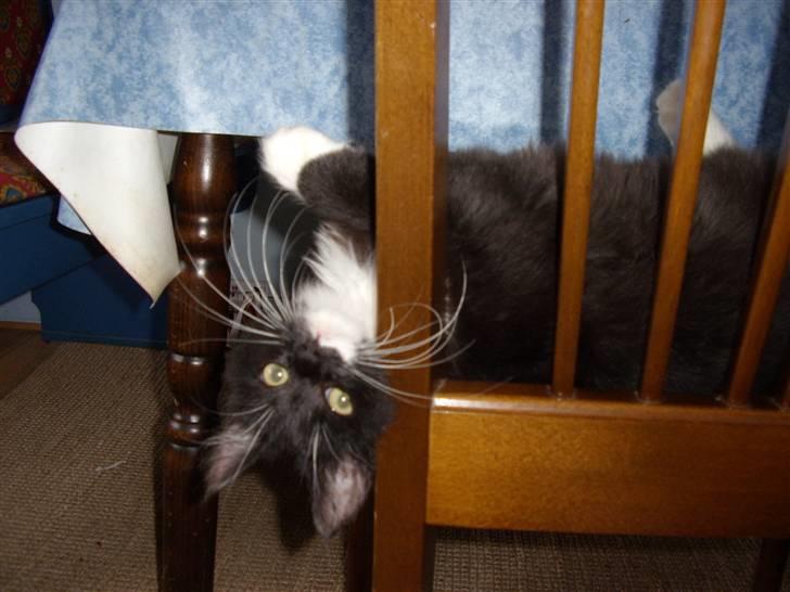 Blanding af racer Børge † død † :'( billede 3