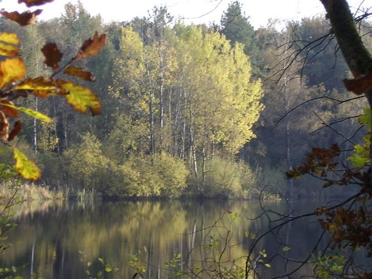 Blanding af racer Børge † død † :'( - man er vel lidt skov kat :) billede 4