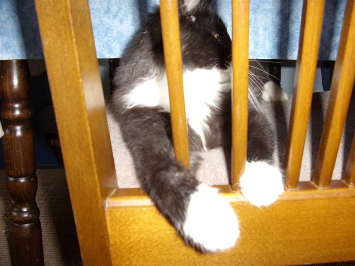 Blanding af racer Børge † død † :'( - Hov...sagde i mad billede 5