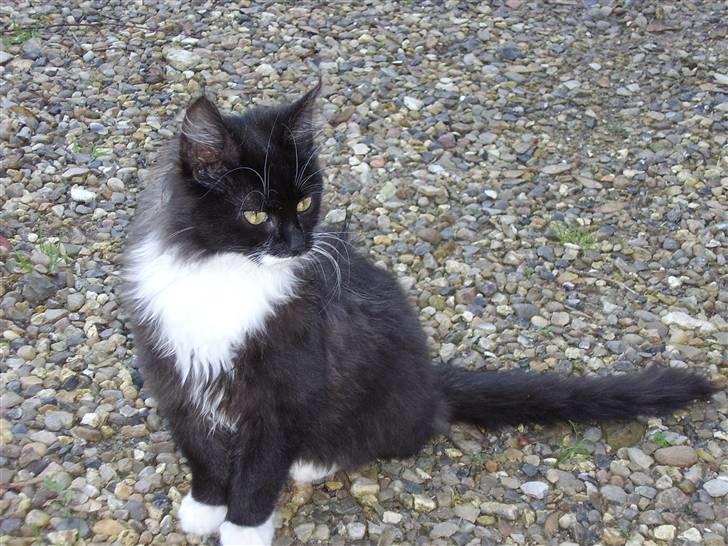 Blanding af racer Børge † død † :'( billede 6