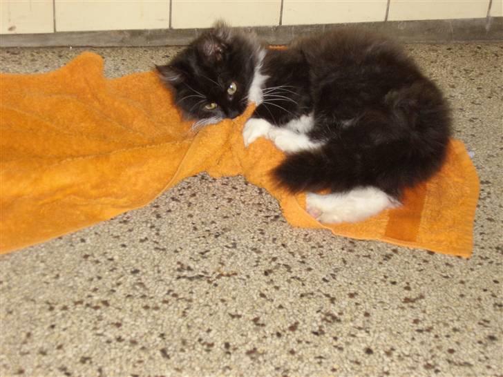 Blanding af racer Børge † død † :'( billede 7