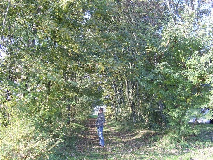 Blanding af racer Børge † død † :'( - find børge :) billede 8