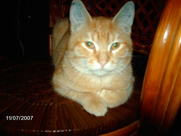 Huskat *GARFIELD* - Her ligger jeg så lige og hygger billede 12